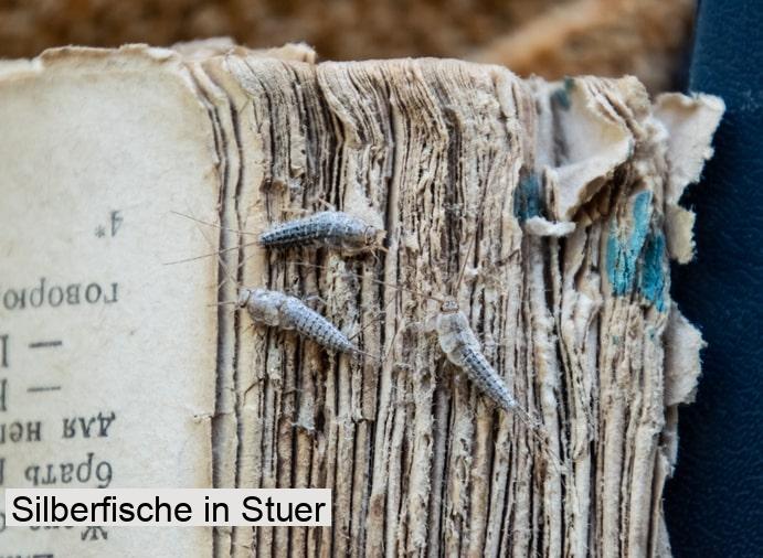 Silberfische in Stuer